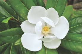 Image result for Magnolia