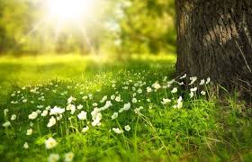 What To Know About Traditional Burial Funeral Home And Cremations