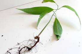 Place each of the seedlings at the centre of the planting hole. How To Grow Mango From Seed At Home In A Pot From Planting To Tree Care