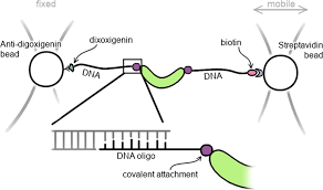 Maybe you would like to learn more about one of these? Bioorthogonal Protein Dna Conjugation Methods For Force Spectroscopy Scientific Reports