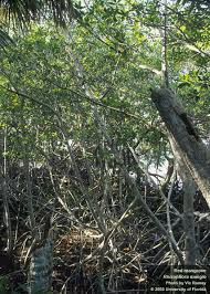 Image result for Rhizophora racemosa