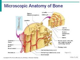 Cortical bone forms the extremely hard exterior while cancellous bone fills the interior. Essentials Of Human Anatomy Physiology Seventh Edition Elaine
