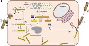 Along with ebola virus, marburg virus causes a severe and highly fatal haemorrhagic. Filovirus An Overview Sciencedirect Topics