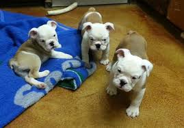 Well,if you are a puppy lover who need an english bulldog puppy we are here for you,our puppies for sale are cute,friendly,and full of love.contact us. English Bulldog Puppies For Sale 12 Wks Old Akc Certified For Sale In Morgantown West Virginia Classified Americanlisted Com