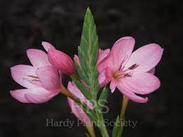 Image result for Hesperantha petitiana