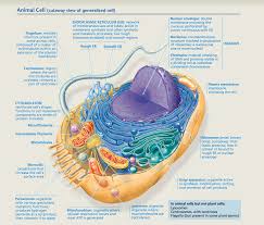 Fungi, plants, and animals are made of eukaryotic cells (eukaryotes). Eukaryotic And Prokaryotic Cells Ap Biology