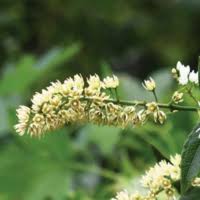 Image result for Iteaceae