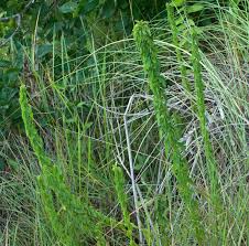 Image result for Nesogenaceae