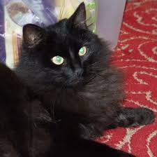 Long Haired Cat Breeds Cat Breeds Fluffy Black Cat Long Haired Cats