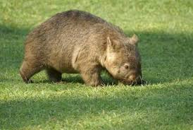 Arm yourself with trivia from the animal kingdom. Australia Facts For Kids Australia For Kids Geography Animals