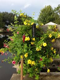 Yellow Allamanda And Cherry Blossom Allamanda On My Back Fence Shade Plants Beautiful Flowers Garden Vines