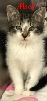 Petsmart, for instance, holds adoption events every weekend and most adoption fees, depending. Petco Syosset Last Hope Animal Rescue