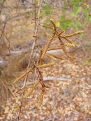 Image result for Justicia stachytarphetoides