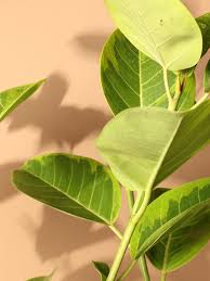 Image result for Ficus stuhlmannii