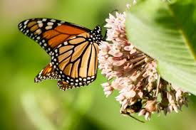 Without milkweed, the larva would not be able to develop into a butterfly. Tips For Creating A Butterfly Habitat Bay Backpack