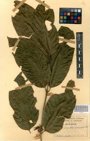 Image result for Oxyanthus speciosus