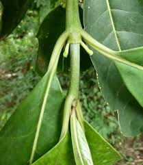 Image result for Craterispermum