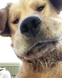 Golden Retriever Hilariously Looks Down At Camera