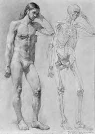 10 Staggering Drawing The Human Figure Ideas In 2020 Human Anatomy Drawing Anatomy Drawing Figure Drawing