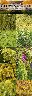 Add The Midas Touch To Your Garden This Fall With These Beauties Ranging From Chartreuse To Molten Jardines Huerto Jardin Jardineria