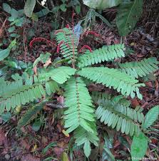 Image result for Cnestis