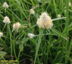 Image result for Cyphia richardsiae