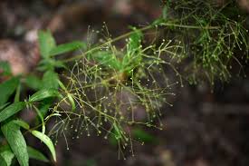 Image result for Galopina