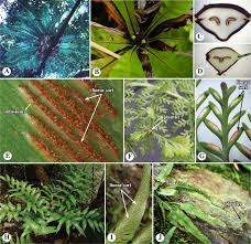 Image result for Hymenophyllum triangulare