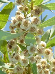 Image result for Euclea undulata