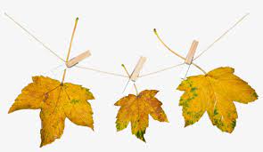 Kumpulan gambar tentang gambar bunga daun hd, klik untuk melihat koleksi gambar lain di kibrispdr.org. Nature Leaves Autumn Transparent Background Gambar Daun Tanpa Background Png Image Transparent Png Free Download On Seekpng