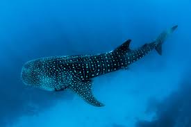 An easy way to add a note with a bit of fun information about sharks. Vocabulary Worksheets Archives Recipes For English