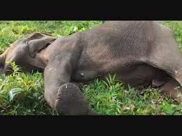 Female wild elephant found dead in Thrissur | Onmanorama ...