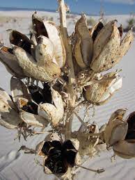 Bloom stalk 15 inches long and 5/16th diameter (measured dried only). Yucca Seed Pods Seed Pods Seeds Yucca