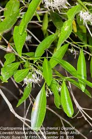 Image result for Coptosperma