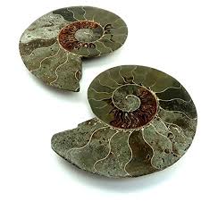 Watch ammonite online for free on putlocker, stream ammonite online, ammonite full movies free. Fossil Slab 02 Matching Ammonite Pair Yellow Brown Crystallized 4 5 Inches Buy Online In Botswana At Botswana Desertcart Com Productid 53804072