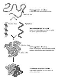 List Of Protein Structure Prediction Software Wikipedia