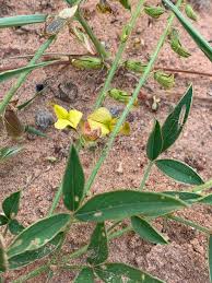 Image result for Crotalaria steudneri