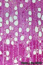 Image result for Cassipourea ndando