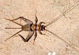 However, it does not mean that it is an impossible. Amazon Com 250 Medium 1 2 Live Banded Crickets By Bassett S Cricket Ranch Kitchen Dining