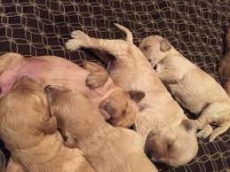 Click here to be notified when new goldendoodle puppies are listed. Goldendoodle For Sale California Page 12
