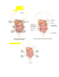 Thank you to all who have joined our fb page. Describe The Abdominopelvic Regions Using Quadrants And Name The Quadrants Course Hero