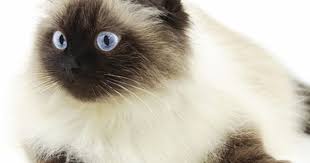Black And White Persian Cat With Blue Eyes 9 Utterly Gorgeous Cat Breeds That Have Ocean Blue Eyes