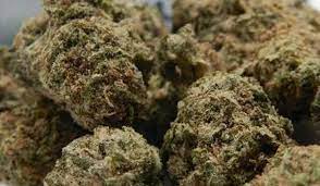 There;s a little complicated history into the northern lights being backcrossed with a thai haze, but beyond all that, the end result is beautiful. Atomic Northern Lights Strain Bonza Blog