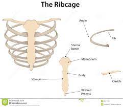The thorax is anatomical structure supported by a skeletal framework (thoracic cage) and contains the principal organs of respiration and circulation. Diagram Of D Human Rib With Labels The Rib Cage Labeled Diagram Stock Vector Image 41211624 Rib Cage Anatomy Rib Cage Human Body Anatomy
