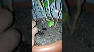 Bir yeraltı damla sulama nasıl yapılır. Evde Damlama Sulama By Burach Brk