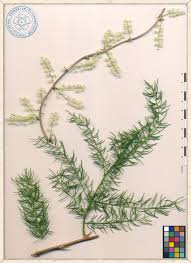 Image result for Asparagus racemosus