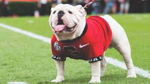 Most people would consider this the pinnacle of practicing in sports medicine. Uga Named Best Mascot In College Football Wsav Tv