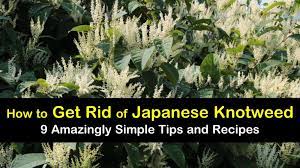 Maybe you would like to learn more about one of these? 9 Amazingly Simple Ways To Get Rid Of Japanese Knotweed