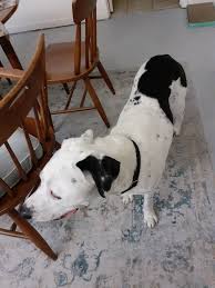 Austin Lost and Found Pets