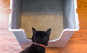 Maybe you would like to learn more about one of these? 7 Tips On How To Make A Litter Box Smell Better Modkat